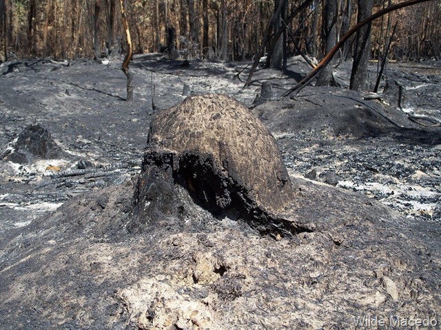[Incendio%2520en%2520Rocha%2520%252821.12.11%2529_Wilde%2520Macedo%2520Rocha%2520Wilde%2520Macedo%2520%252812%2529%255B2%255D.jpg]