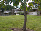 Well, here we are.  You remember how the grass in the paddock was browned out because the donkeys were eating too much of it?  And that Billie was actually developing fetlock hoof issues because of her weight gain?