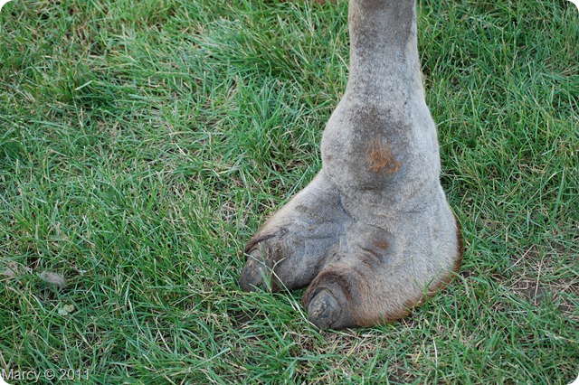 DSC_1069