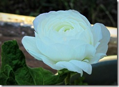IMG_8626a IMG_8626a