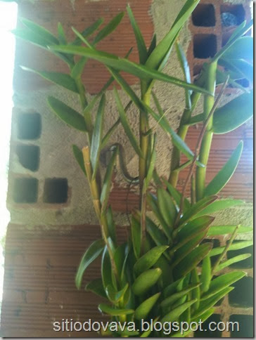 Epidendrum Epidendrum