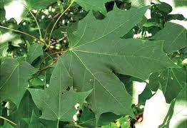 [Norway%2520maple%255B2%255D.jpg]