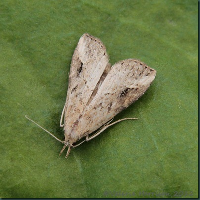 Pinion-streaked-snout-2 Pinion-streaked-snout-2