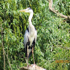 IMG_0001.JPG