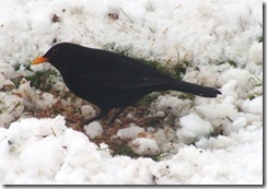 blackbird male