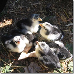 fluffy baby chicks drinking water out of a shriveled rind 