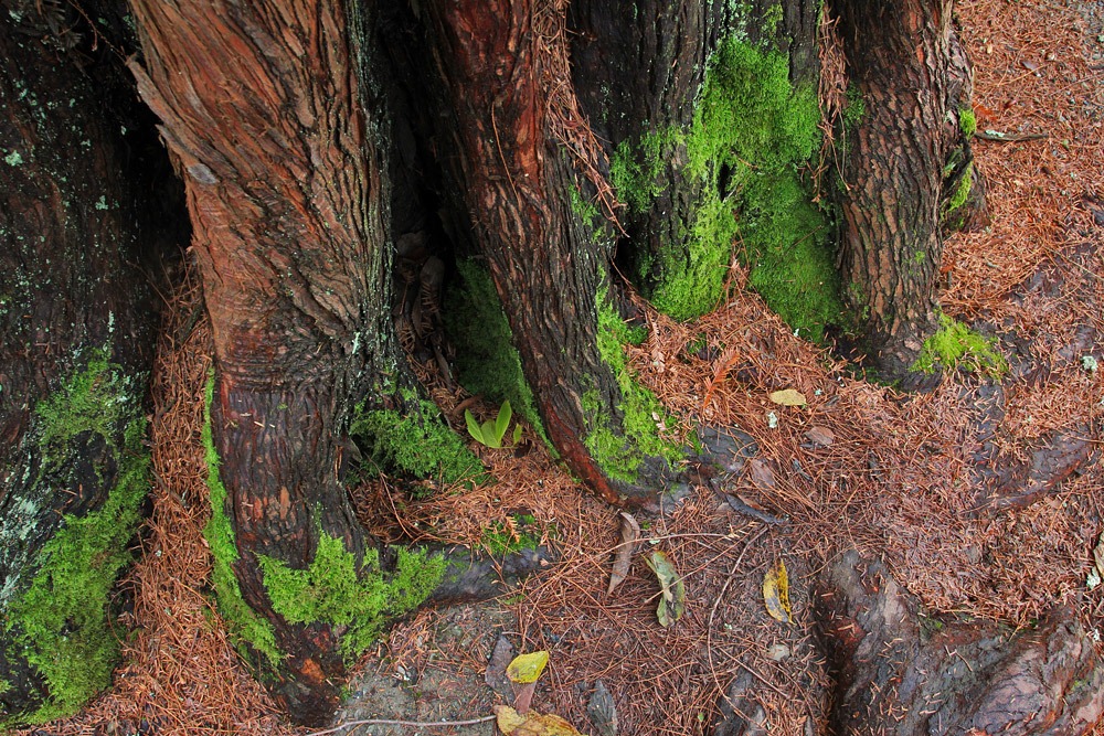 [121228_UCBotGarden_Metasequoia-glyptostroboides_04%255B2%255D.jpg]