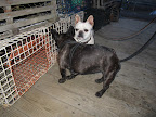 Francesca, be careful!  Those traps are big enough to catch Frenchies!