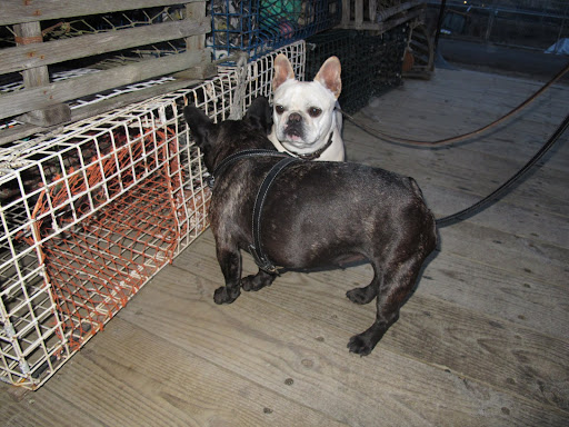 Francesca, be careful!  Those traps are big enough to catch Frenchies!