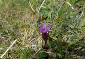 Early English Gentian