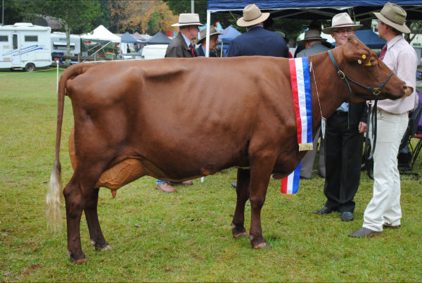 Supreme Cow - Riverwood Lucy 2 (Ledger Family).JPG
