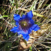 Gentiana%252520septemfida%25252c%252520mt.%252520khalkhaly%25252c%2525202012.09.07%252520%25252802%252529