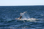 Whale tail underside