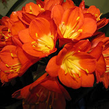 Clivia Skou in Hermanus