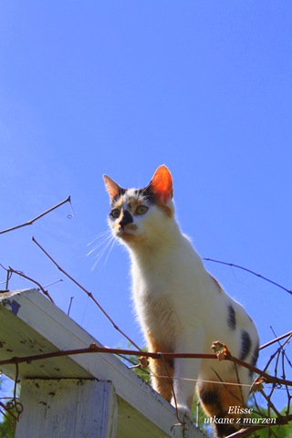 [IMG_191613.jpg]