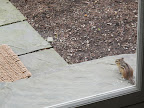 Well, looky, looky here!  The guilty party is a chipmunk.  I would so like to pounce, but I'm in here and its out there.