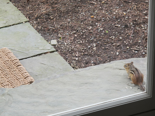 Well, looky, looky here!  The guilty party is a chipmunk.  I would so like to pounce, but I'm in here and its out there.