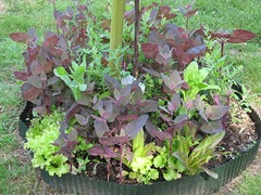 rond potager arroches rond potager arroches