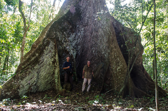 Des Yungas au Beni - Charles Basset & Patrick Botto au pied d'un ceiba. Estacion Biologica Jaguarete, Rurrenabaque (El Beni, Bolivie), 23 octobre 2012