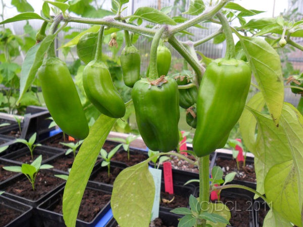 [HotChilli%255B4%255D.jpg]
