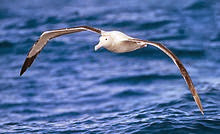 Albatross Albatross