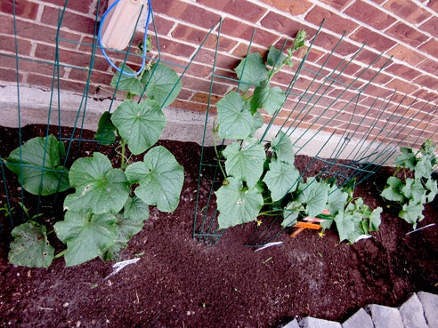 [cukeplants%255B5%255D.jpg]