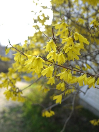 [spring_2%255B4%255D.jpg]
