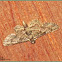 Geometrid Moth