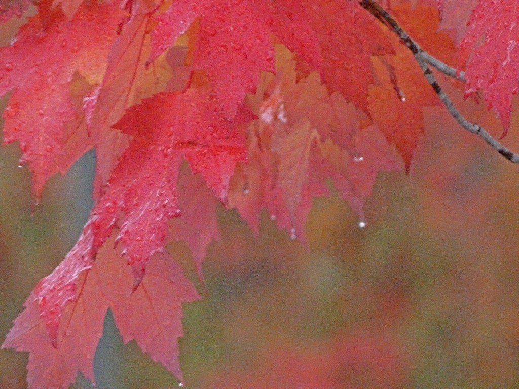 [Rainy-Day-Leaves4.jpg]