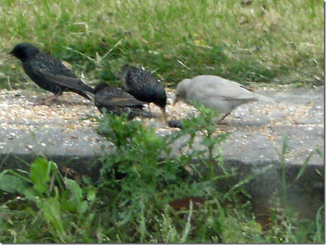 200613_White_Starling_Baby 200613_White_Starling_Baby