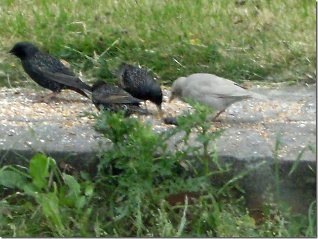 200613_White_Starling_Baby