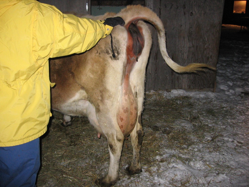[cow%2520progress%2520036%255B4%255D.jpg]