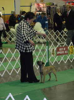 St. Cloud, MN show  Dec. 2011
Shea took Best of Breed with Becky handling.
What Fun!
