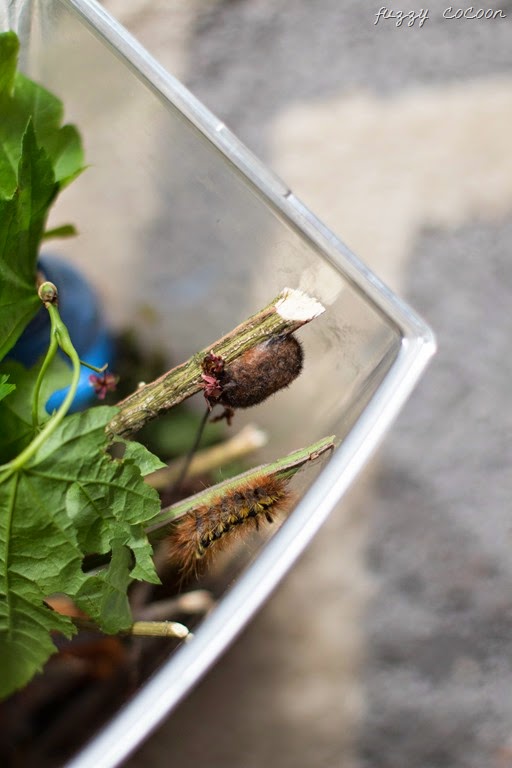 [IMG_8805%255B12%255D.jpg]