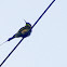 small bee eater