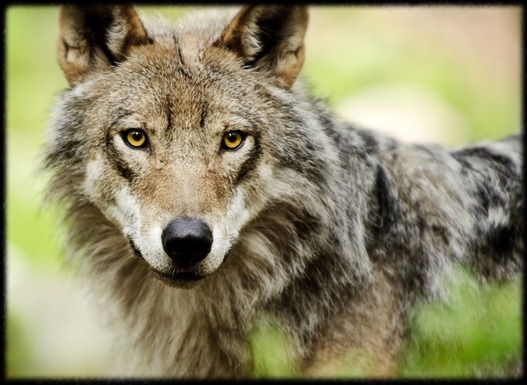 ojos de lobo