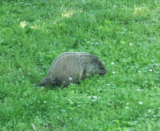 New little Baby Jesus the Groundhog, May 31, 2014