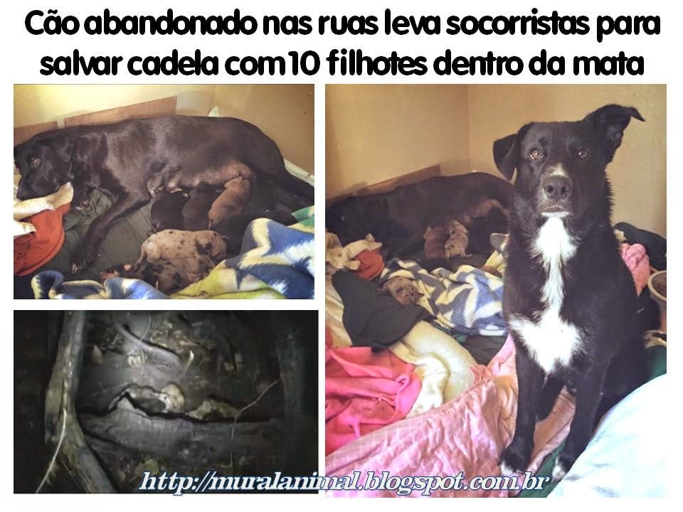 [cao_mata_10_filhotes%255B3%255D.jpg]