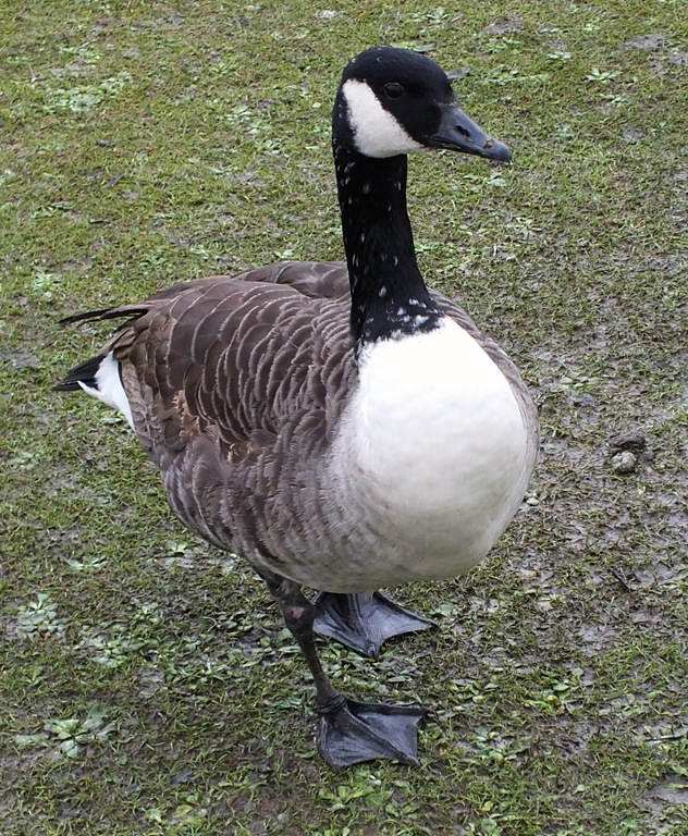 [canada%2520goose%255B8%255D.jpg]