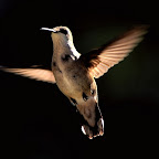 Hummingbirds