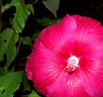 100_3518.JPG