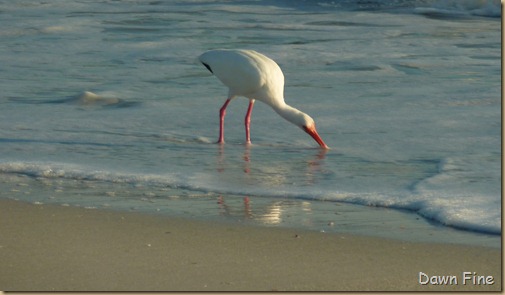 Sanibel_026