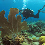 Gorgonian @ Karpata