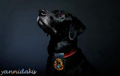 ό http://k9pride.files.wordpress.com/2008/08/k9-buddy.jpg?w=450 image
