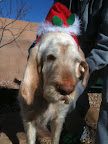 ...and Ugo the Spinone, both in festive Santa Hats.