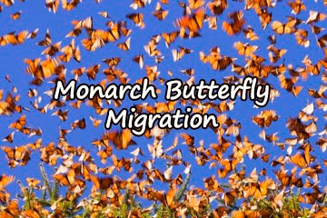 monarch-migration