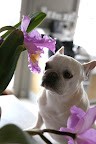 They are characterized by three narrow petals and three wide petals with ruffly edges.  They also have a lovely sweet fragrance.  Smell it, Francesca!