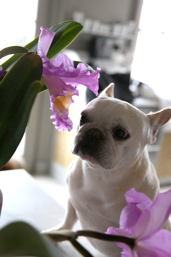 They are characterized by three narrow petals and three wide petals with ruffly edges.  They also have a lovely sweet fragrance.  Smell it, Francesca!