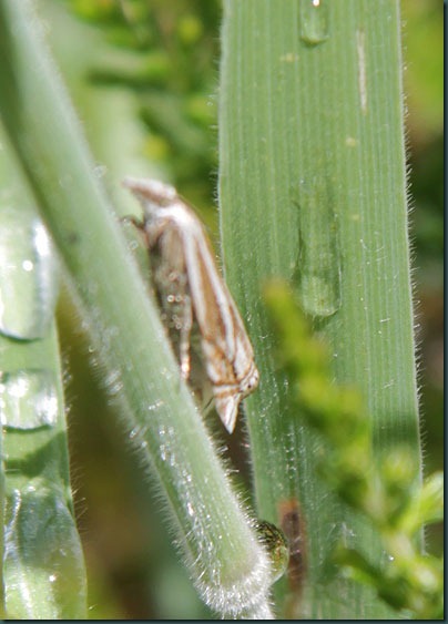 crambus lathoniellus RL