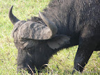 Chobe Nationalpark